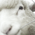 yohei_honzawa (@ponzawa) Twitter profile photo yohei_honzawa (@ponzawa) Twitter profile photo