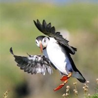 Chrys mellor (@28puffins) 's Twitter Profile