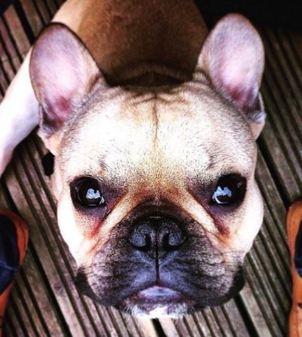 Fawn, Furry & Fresh! Find me on Instagram @marvinandfloyd Facebook & YouTube @ marvinthefrenchbulldog