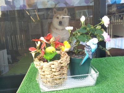 生涯、我が最愛の柴犬たち推しで行きていく所存。黒柴2頭茶柴3頭、最後の最愛が2024.10に🌈へ。実玄ハイキュー幻水星矢幽遊トルーパー銀英伝ḠMアンジェ今だに多種多様読み買いヲタク中。モンハン大好き。ほっとけ。書いてくださる方々には50年後でもついてく所存。感謝の気持ちを全力で贈ります。