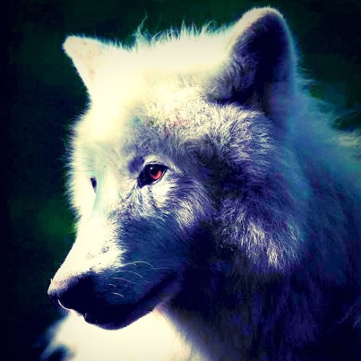 Red-eyed albino direwolf, found and adopted by Jon Snow, of House Stark. Not affiliated with anyone. #GameOfThrones