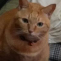 ふくぷくちゃん (@snoneko) 's Twitter Profile