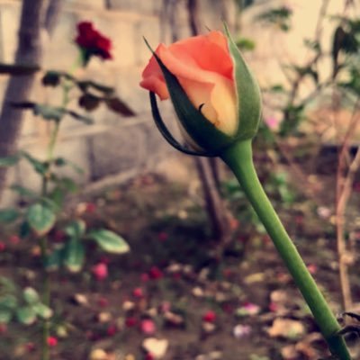 Saruna_1411's profile picture. مواطنة سعودية..............................................الخ