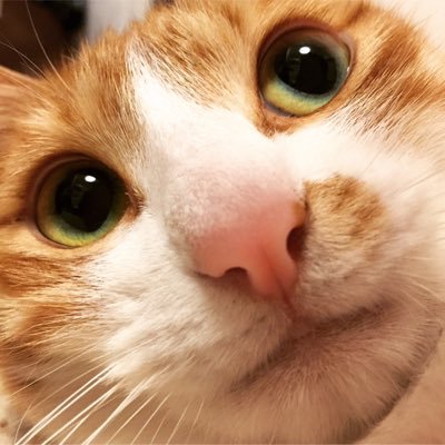 jolielinden's profile picture. 銀塩カメラ、料理、珈琲、SOUL, JAZZ, GOSPEL, DJ、大相撲、ボクシング、水泳、猫。愛でしょ、愛。いつも心は明るく楽しいフリーアマチュアカメラマンの日本人。只今、事情により介護中心に生きてます。儲け話、出会い系、エロ、ツィート数ゼロの方はお断り。