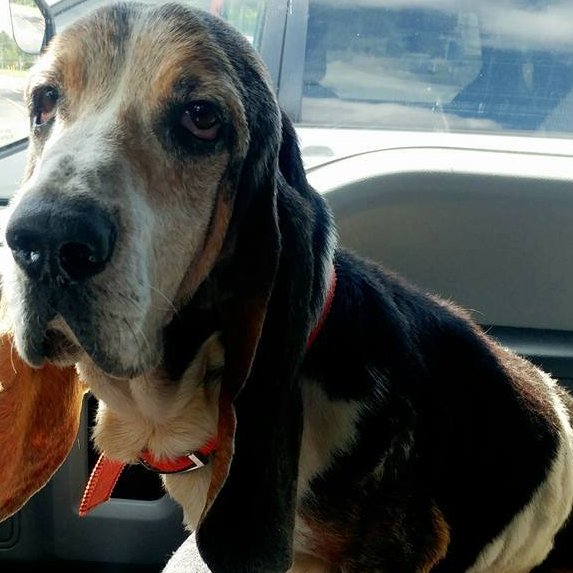 Overly opinionated and under medicated basset hound in Evansville