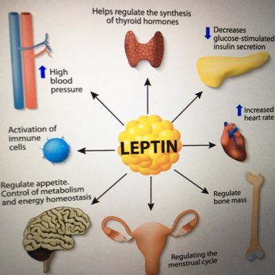 Leptin is a hormone released from the fat cells located in adipose tissues. It sends signals to the hypothalamus in the brain. Also helps maintain body weight.