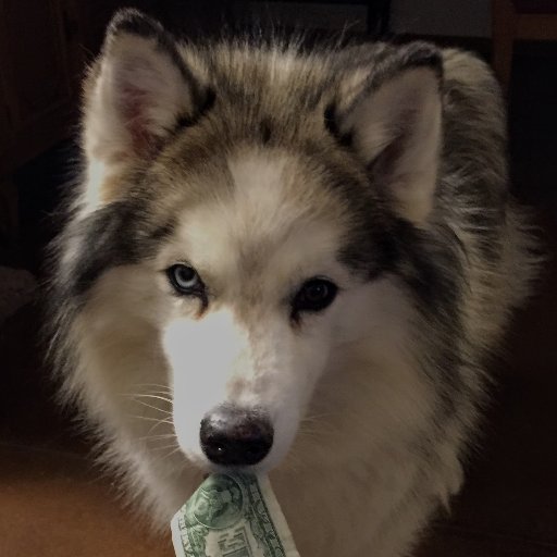 HuronBob's profile picture. Professional Old Guy, Army Vet, Psychotherapist, dog/cat dad. #Husky #psychotherapist #metafilter .. and, let me add this...#IMPEACH the moron!!!
