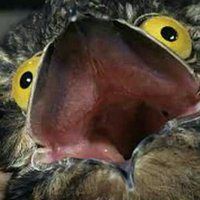 DerNeonLéon (@derneonleon) 's Twitter Profile