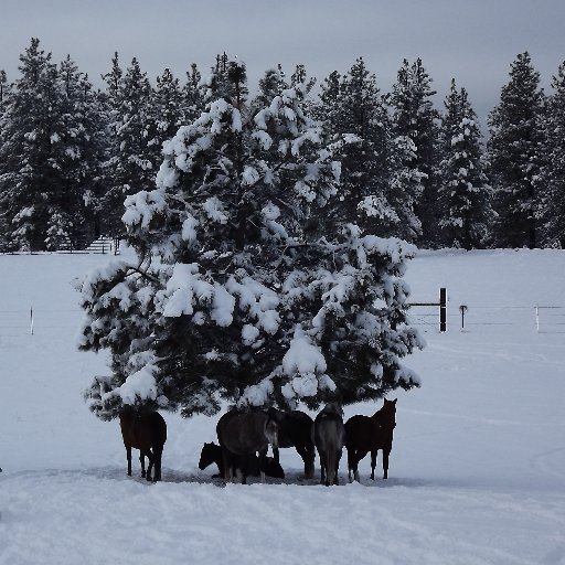 Wild horse advocate now focusing on protecting a small herd of wild horses in the Okanogan Highlands in WA State