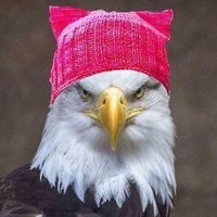 Dorothy's Eagle - @DorothyPEagle Twitter Profile Photo