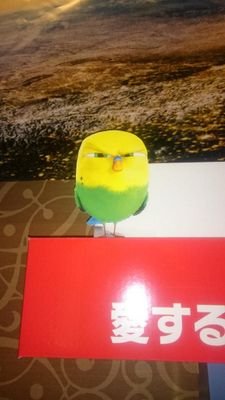 鳥好き、インコ、から野鳥まで、時々大相撲、