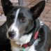 AJ (@krazykelpie) Twitter profile photo AJ (@krazykelpie) Twitter profile photo
