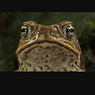 soccerbob1996's profile picture. GAMER FATHER