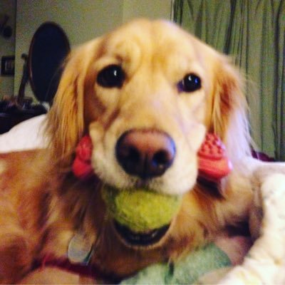 musician. rare cancer survivor, patient advocate. lucky so far. Earthling.Twitter binger. #Indivisible https://t.co/hK9yDSSRsp 🇺🇸