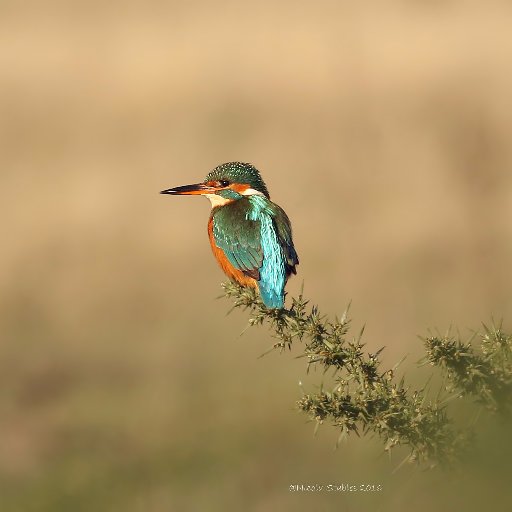 teacher who loves wildlife & photography...my views are my own...