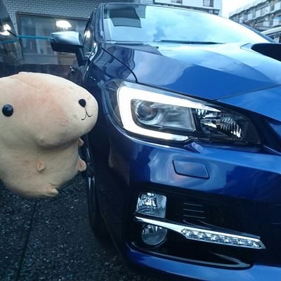 kapibara_LEVO's profile picture. 👨‍👩‍👦　2児の父
🚙　LEVORG（STIスポーツ顔のGT-S）
📸　EOS R8
🏕　たまにキャンプ
「車メインのアカウント」