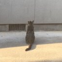 ねこ (@080616_haru) Twitter