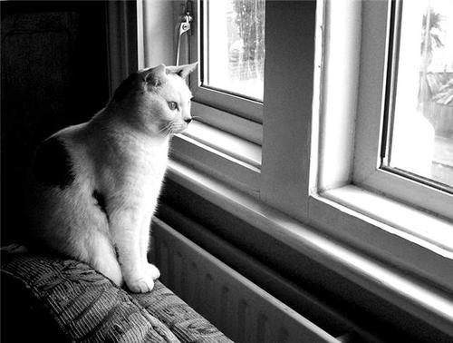 Lesley_Cat Profile Picture