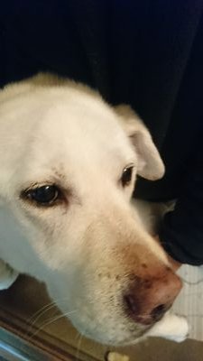 MIYAVI1979's profile picture. ラブラドール好き💛イエローモンキー好き❤️EMMAちゃん好き❣️なビンテージ