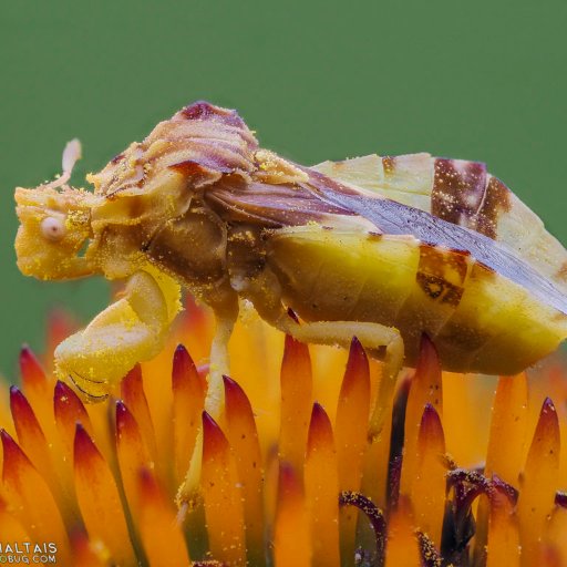 Entomologically enthusiastic lover of woody ornamentals and trees.