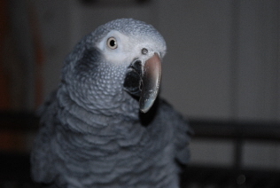 iwork911's profile picture. 