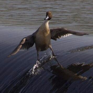 maplussk's profile picture. 