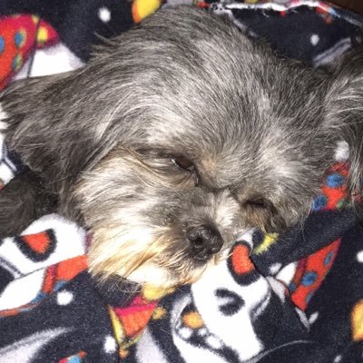 Bohairytoes's profile picture. Diva pooch who rules the roost. Best buddy of Rhubes and Bails.