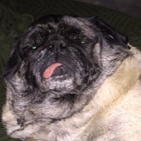 Brady (@bradydapug) 's Twitter Profile