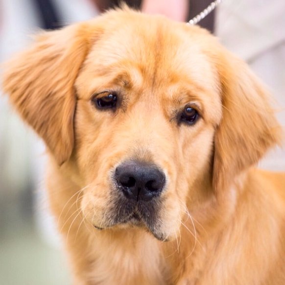 His Royal Highness. Golden Retriever. Male Model. https://t.co/VhVghoTAE3