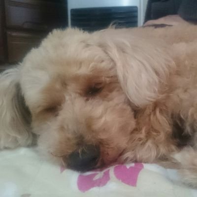 horikanae's profile picture. 八千代松陰、東京学芸大学幼児教育、RSC、むぎのこ