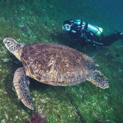 PhD student @ Academia Sinica 🇹🇼 | Co-found @turtlespot | Sea turtle 🐢 & citizen science