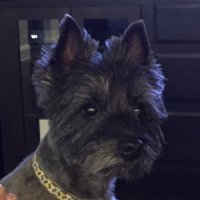 Terry Reynolds (@terbreynolds) 's Twitter Profile