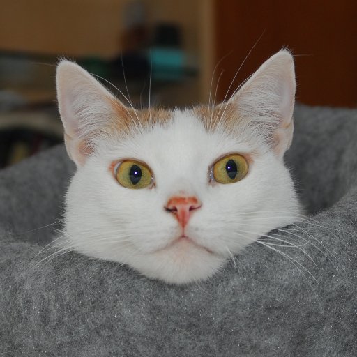 arsather's profile picture. Head Electrician, Frontlight Pointer & Moving Light Tech on Broadway - former roadie. 
Pointing lights pushing buttons. 
Ex-Pat Cheesehead