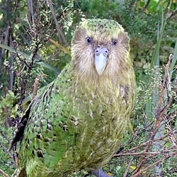 Kākāpō class Yr6 & Di Tait at Brockville School, Dunedin. Taking part in  Chapter Chat 55, Gangsta Granny Strikes Again.