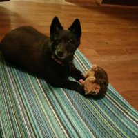 Donna (@donnad1301) 's Twitter Profile