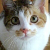 ☆neko☆ (@kotathuneko) 's Twitter Profile