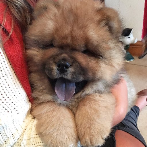 🐶 I'm a red Chow Chow 🎂 Born on the 15/10/16 🇬🇧 I live in England  Check me out on Instagram and Facebook @sirkevinthechow