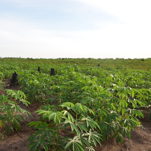 Journaliste indépendant,  cultivateur au plateau des Bateke.