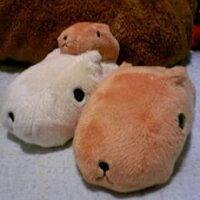 かぴまま (@kapimama) 's Twitter Profile Photo