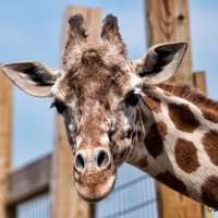 April The Giraffe (@aprilthegiraffe) 's Twitter Profile Photo April The Giraffe (@aprilthegiraffe) 's Twitter Profile Photo