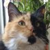 Julia D'Onofrio 🟠🎗️🟠 (@jotado) Twitter profile photo Julia D'Onofrio 🟠🎗️🟠 (@jotado) Twitter profile photo