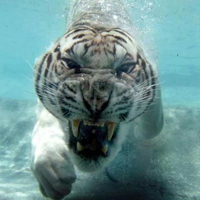 shipyardcanada's profile picture. 