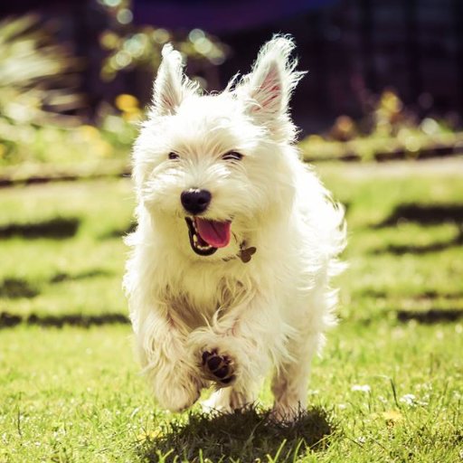 I am a West Highland White Terrier called Kiba. I live in Dundee, Scotland with my two humans Jody and Rikki. My fave thing in the world is SOCKS!