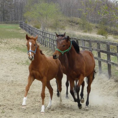 vivaoriental's profile picture. 35歳のサラリーマン。 3連単とWIN5で高配当を狙うも迷走し、最近3連複に落ち着いた…かに思われたが厚く張りすぎて結局負ける額は変わらず。フォロワーに迷惑をかけたくないので自分の予想をつぶやくことはごく稀。まず自信がない。 競馬は生涯楽しめればいいんです！ 競馬アカのため競馬以外のネタはごくわずか。