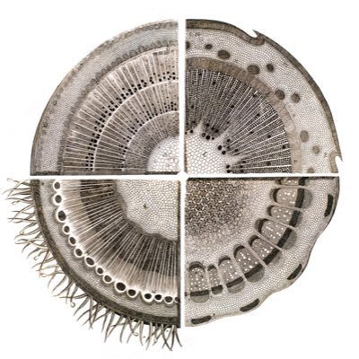 Brodersen Lab Profile