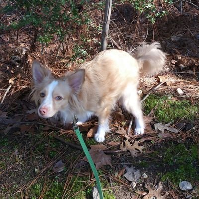 I'm a doggo and I like to poop. Giant poops make me proud! Follow me for poops!
My name is Fennekin and I'm a cute little booger. I want to bite squirrels!