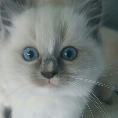 Here at LaRosaBella Ragdolls, We give our kittens the best start in life. We are also here to cheer people up on a sad day with cute kitty pictures.. Enjoy 😀