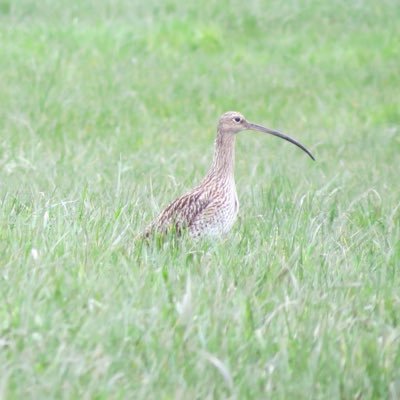 Carried out by University of Santiago de Compostela (USC) with the support of Fundación Biodiversidad (MAPAMA, Spanish Government}