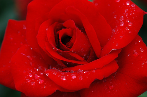 Born of The Washing and Regeneration of the Word of God, God's Love in the Flesh, meek and lowly