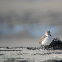 Grupo Aves-USC (@larolimicolae) 's Twitter Profile